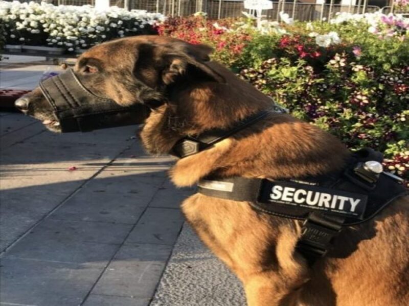 securitydog
